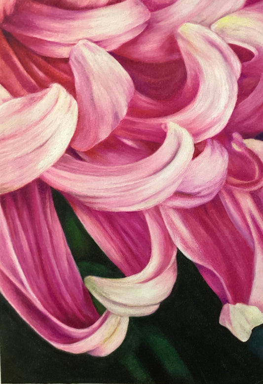 Chrysanthemum, pink, botanical art
