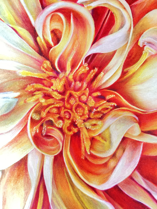 Chrysanthemum, botanical art
